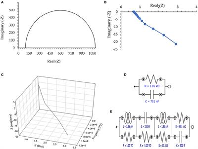 Helminth Eggs as a Magnetic Biomaterial: Introducing a Recognition Probe